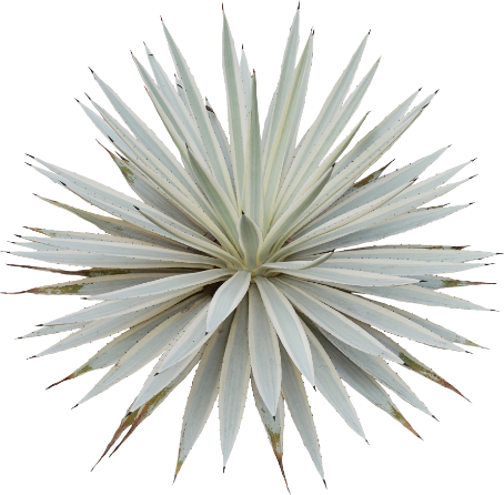 Botanical