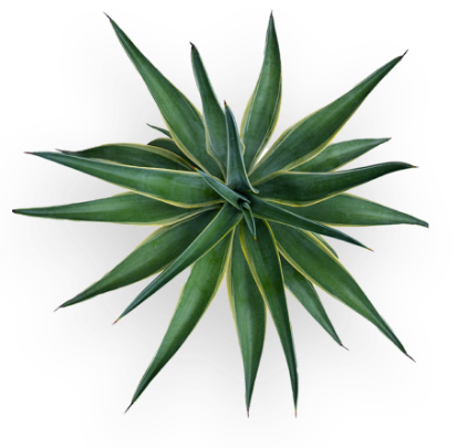 Succulent Plant