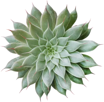 Succulent Plant