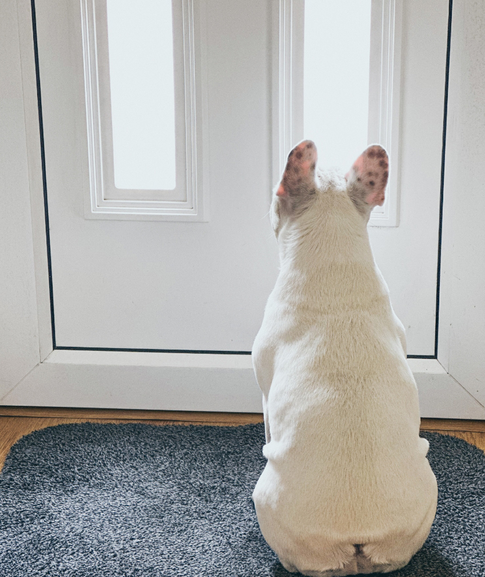 Dog looking out window
